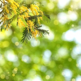 Beautiful yellow mimosa flowers outdoors on sunny day. Bokeh effect