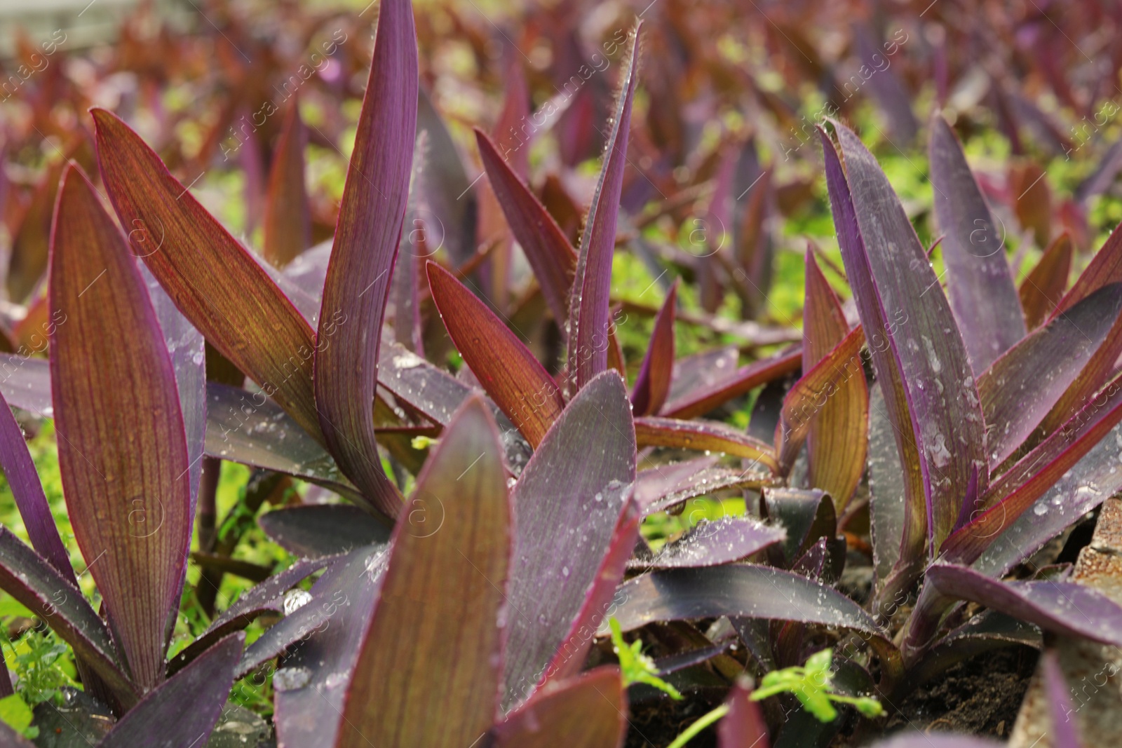 Photo of Many seedlings covered with water drops, closeup. Home gardening