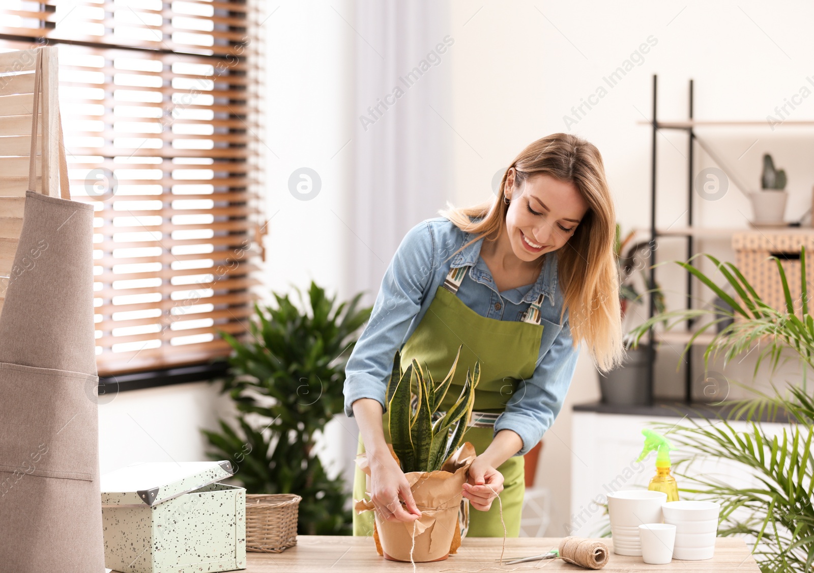 Photo of Young woman taking care of houseplant indoors. Interior element