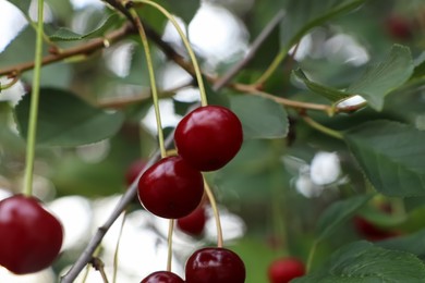 Photo of Closeup view of cherry tree with ripe red berries outdoors