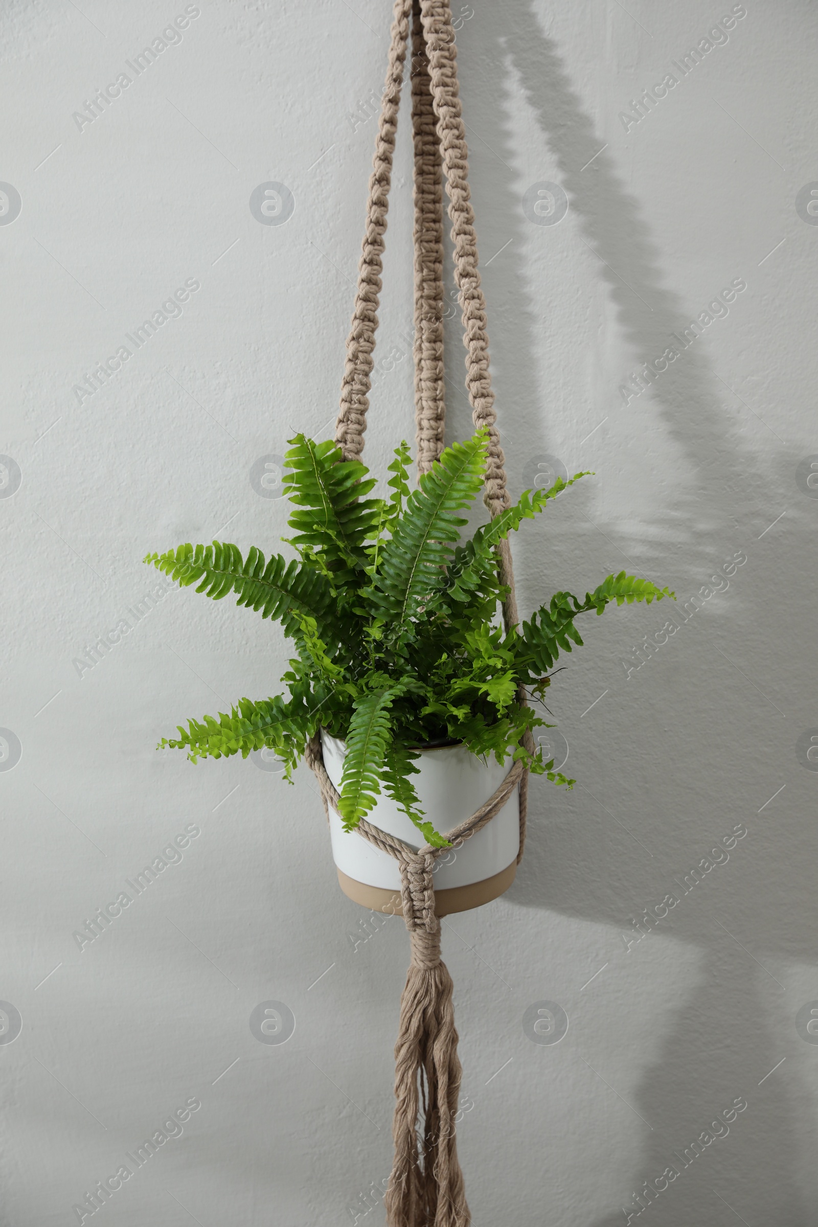 Photo of Beautiful fresh fern hanging on white wall