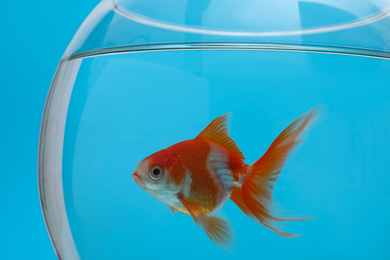 Beautiful goldfish in aquarium on blue background, closeup