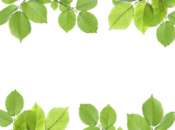 Image of Frame of tree branches with green leaves isolated on white