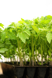 Many green tomato plants in seedling tray on table