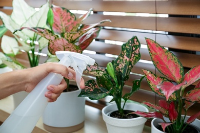 Woman spraying houseplant on windowsill at home, closeup