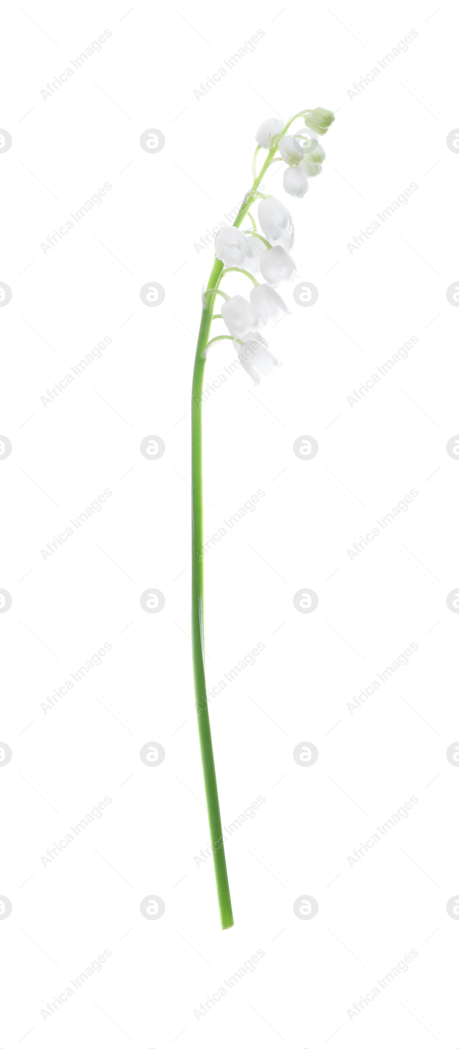 Photo of Beautiful lily of the valley isolated on white