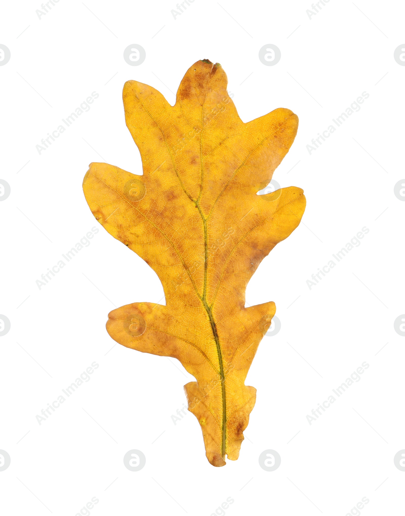 Photo of Beautiful autumn leaf on white background. Fall foliage