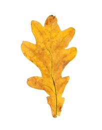 Photo of Beautiful autumn leaf on white background. Fall foliage