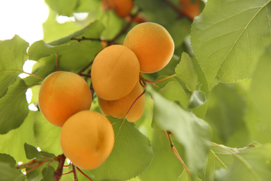 Photo of Delicious ripe apricots on tree outdoors, closeup