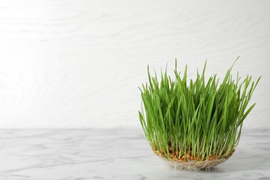 Sprouted wheat grass seeds on table against white background, space for text