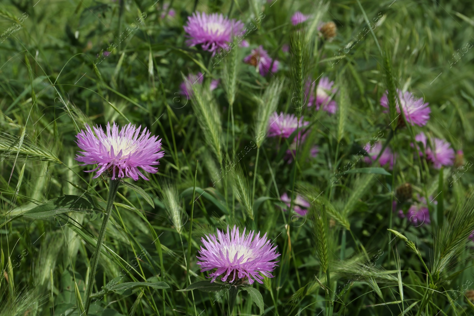 Photo of Beautiful violet cornflowers growing in grass outdoors