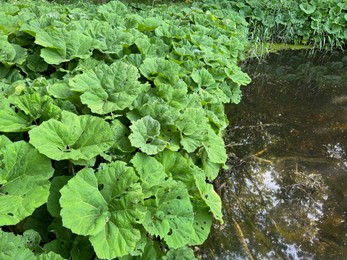 Butterbur plants with green leaves growing on riverside