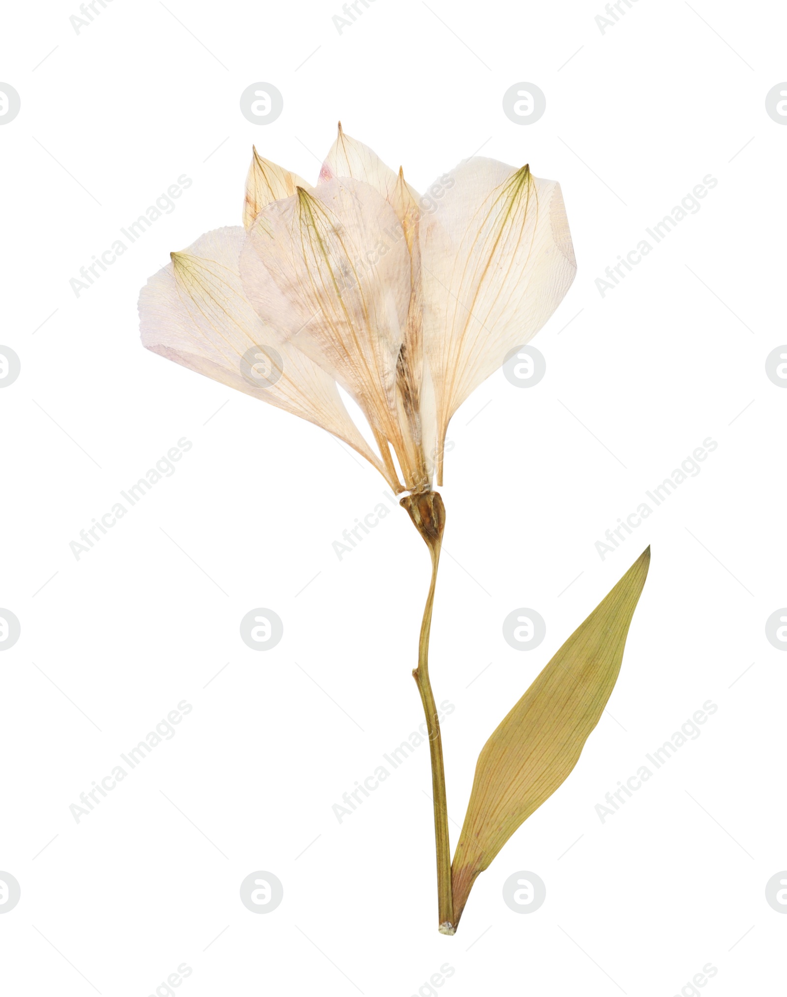 Photo of Wild dried meadow flower on white background, top view