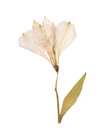 Wild dried meadow flower on white background, top view