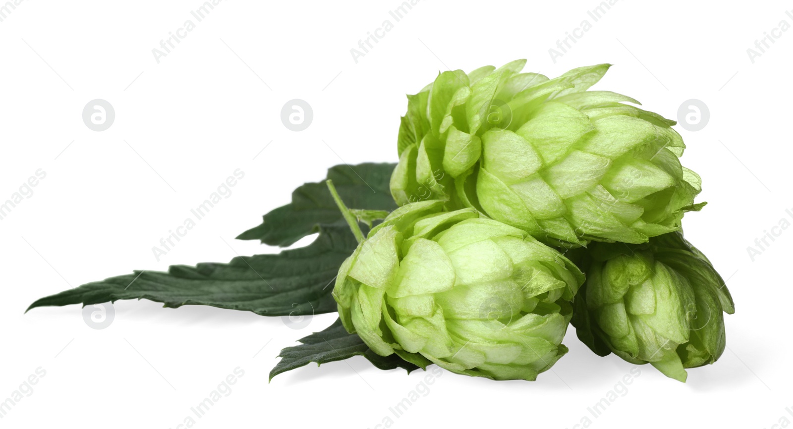 Photo of Fresh ripe green hops on white background