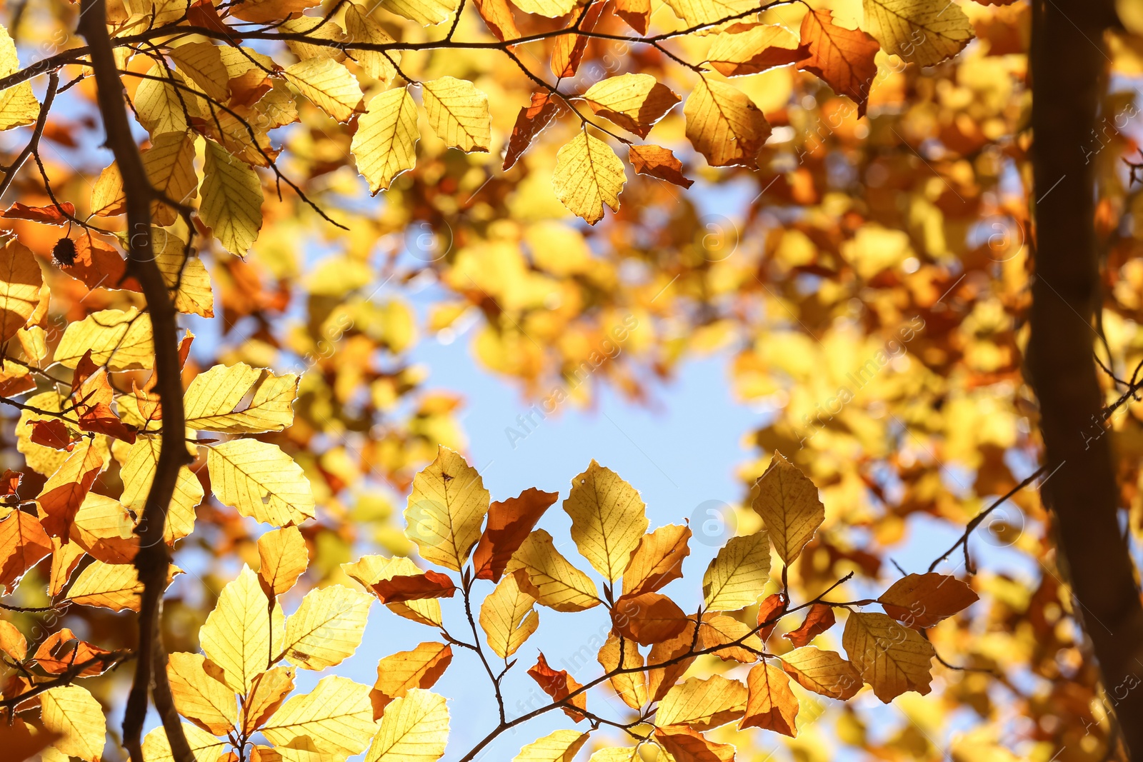 Photo of Beautiful tree with bright autumn leaves outdoors on sunny day, closeup