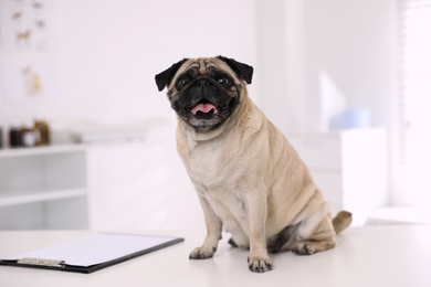Photo of Cute pug dog on white table in clinic. Vaccination day