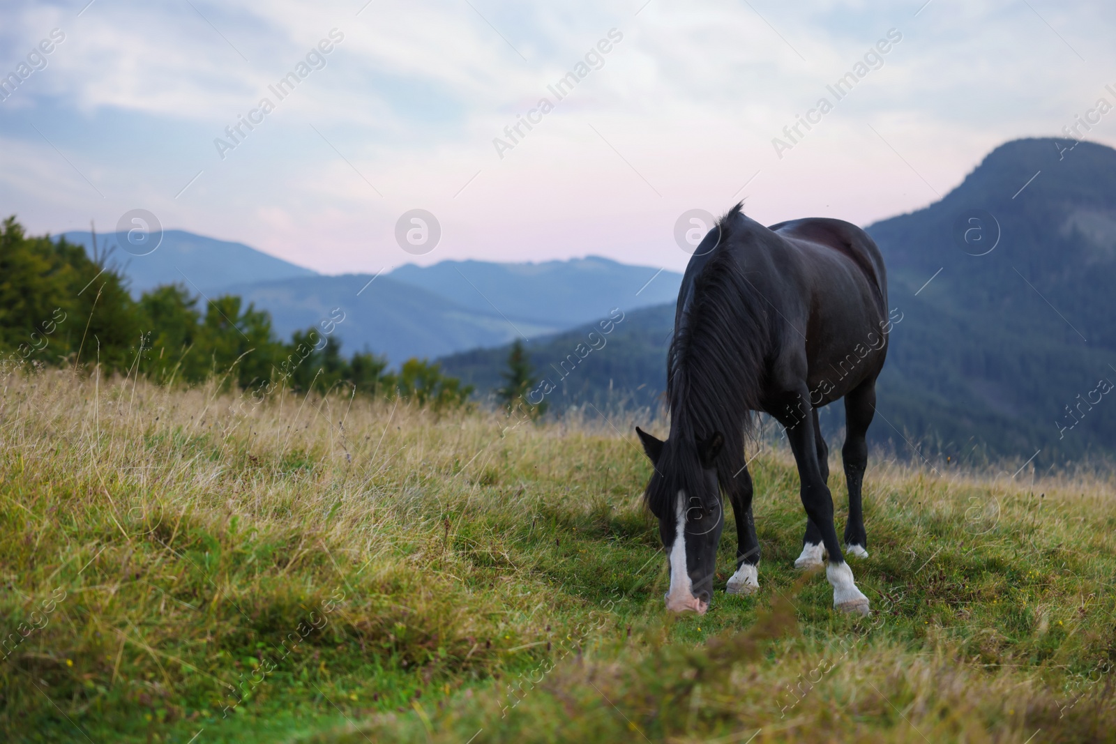 Photo of Beautiful black horse grazing on green pasture in mountains. Lovely pet