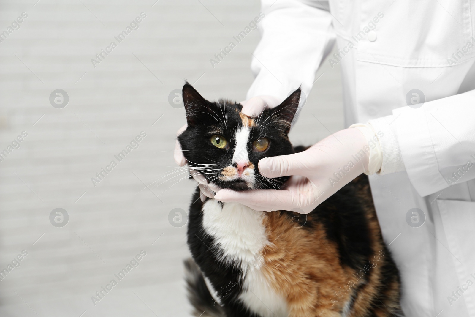 Photo of Veterinarian examining cute cat with corneal opacity indoors, closeup