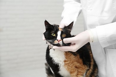 Photo of Veterinarian examining cute cat with corneal opacity indoors, closeup