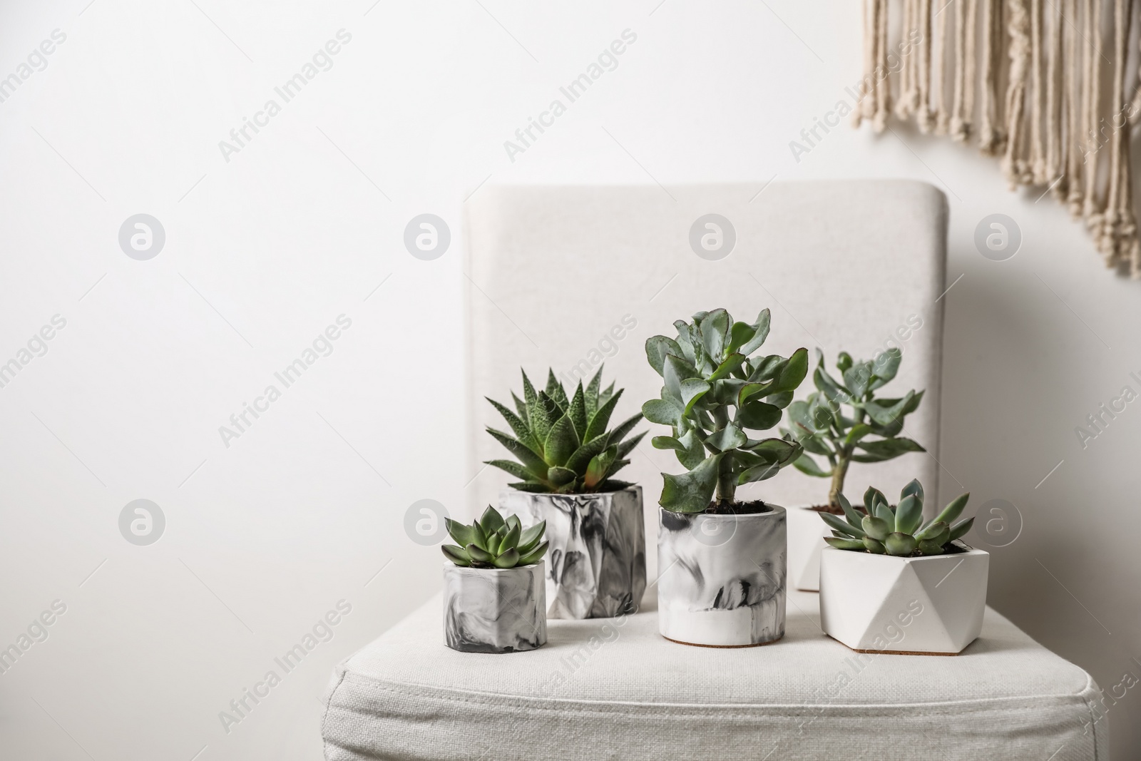 Photo of Beautiful succulents on chair indoors. Interior decoration