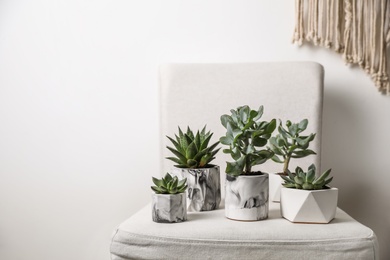Photo of Beautiful succulents on chair indoors. Interior decoration