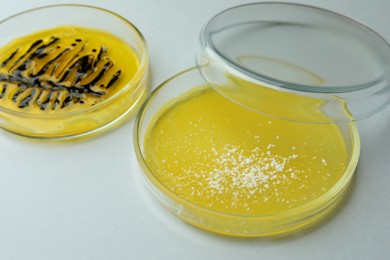 Petri dishes with different bacteria colonies on white table, closeup