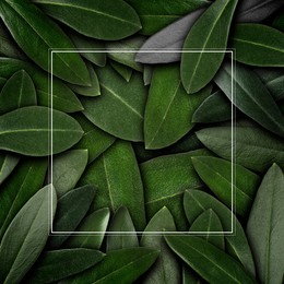 Image of Frame and many green leaves, top view