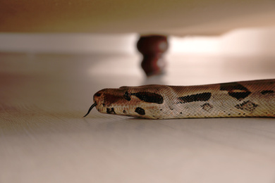 Photo of Brown boa constrictor crawling under sofa in room