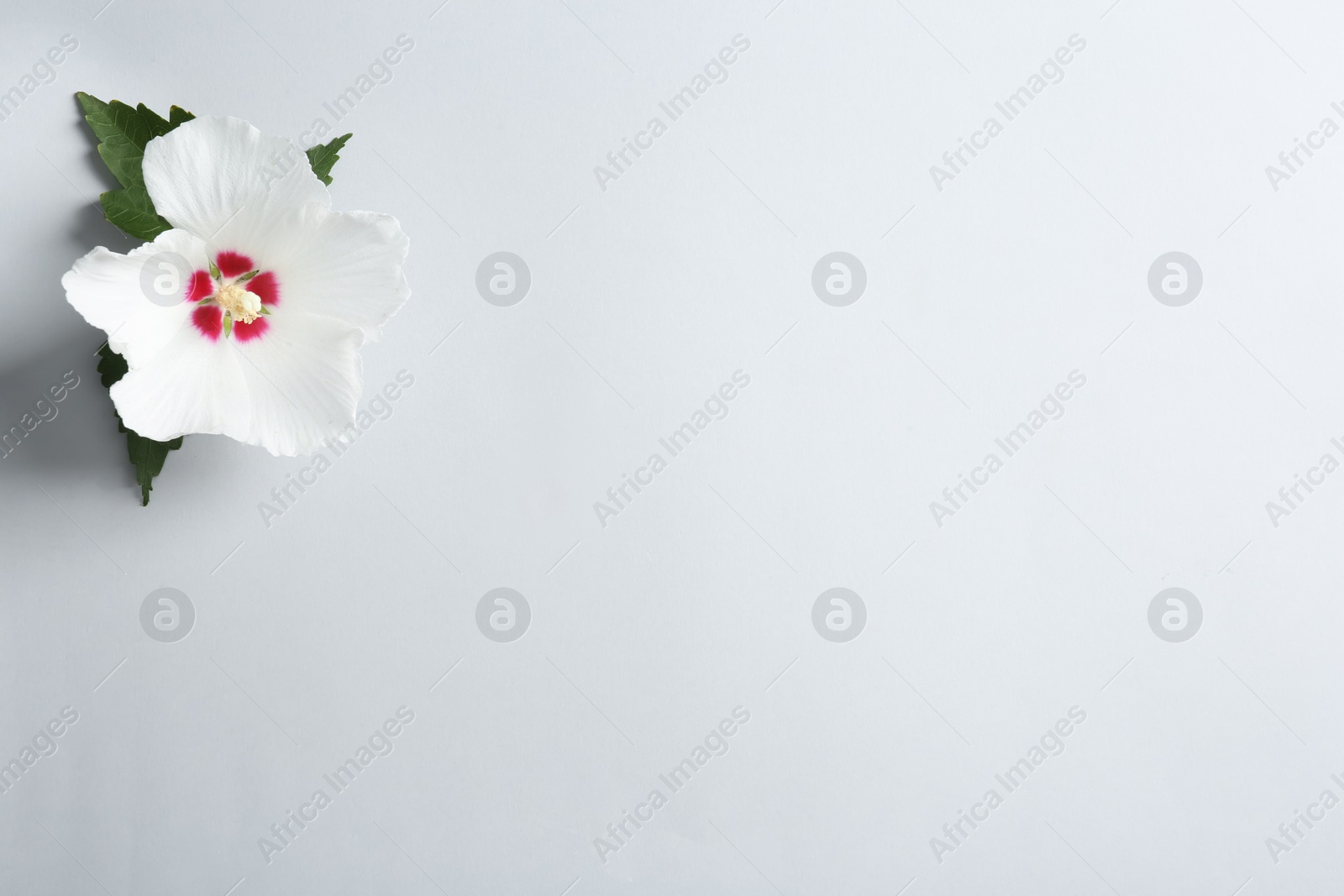 Photo of Beautiful tropical Hibiscus flower on color background with space for design, top view