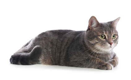 Photo of Cute gray tabby cat on white background. Lovely pet