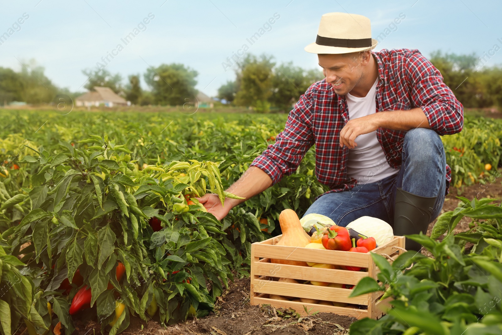 Photo of Farmer taking vegetables from bush in field. Harvesting time