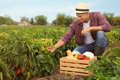 Farmer taking vegetables from bush in field. Harvesting time