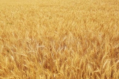 Photo of Beautiful agricultural field with ripe wheat crop