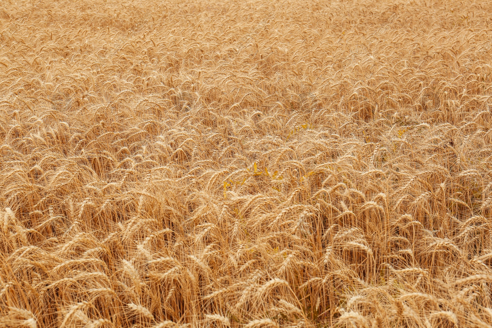 Photo of Beautiful view of agricultural field with ripe wheat spikes