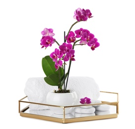 Photo of Composition with orchid in flowerpot and spa stones on white background