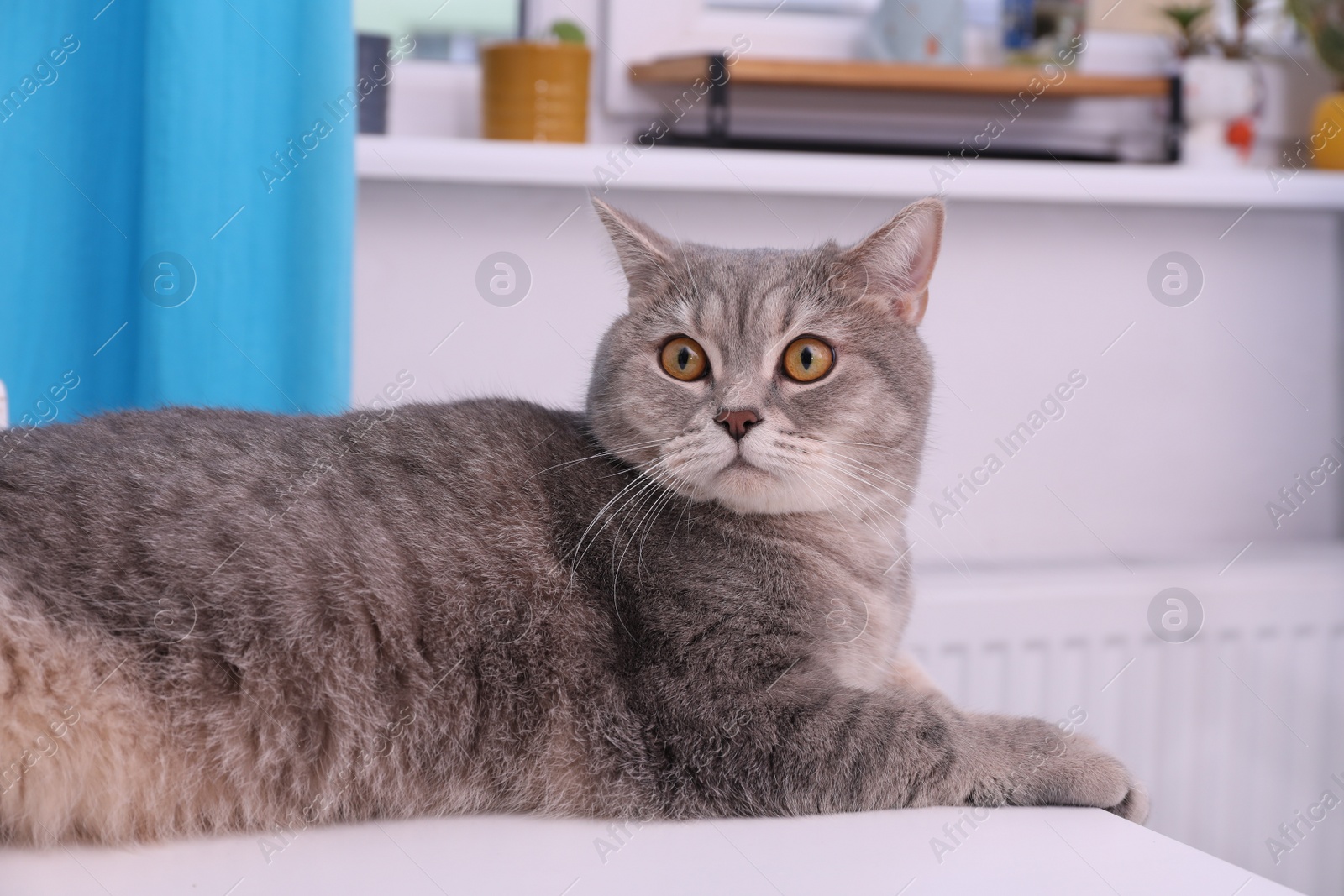 Photo of Cute Scottish straight cat lying on white table at home