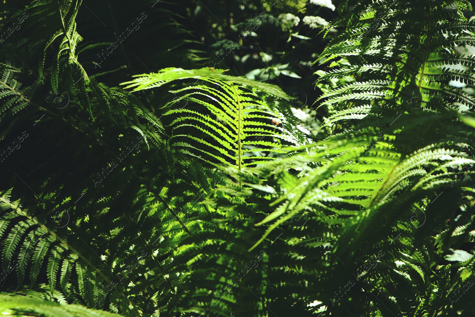 Photo of Beautiful fern with lush green leaves growing outdoors