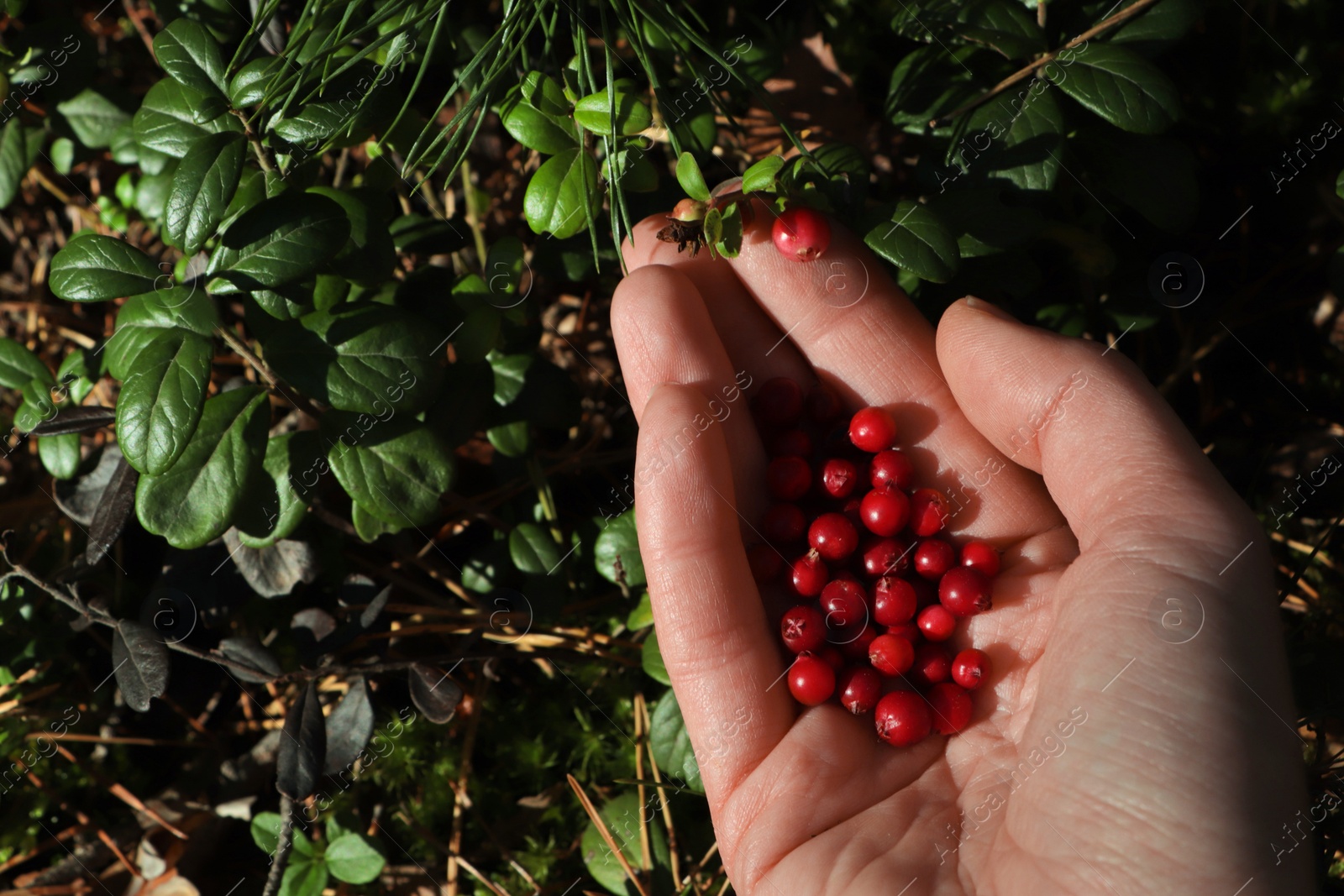 Photo of Woman picking ripe red lingonberries outdoors, closeup