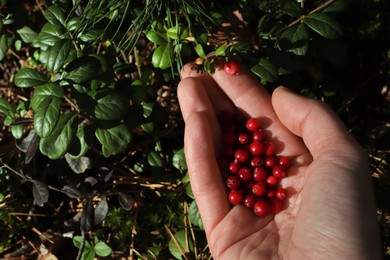 Woman picking ripe red lingonberries outdoors, closeup