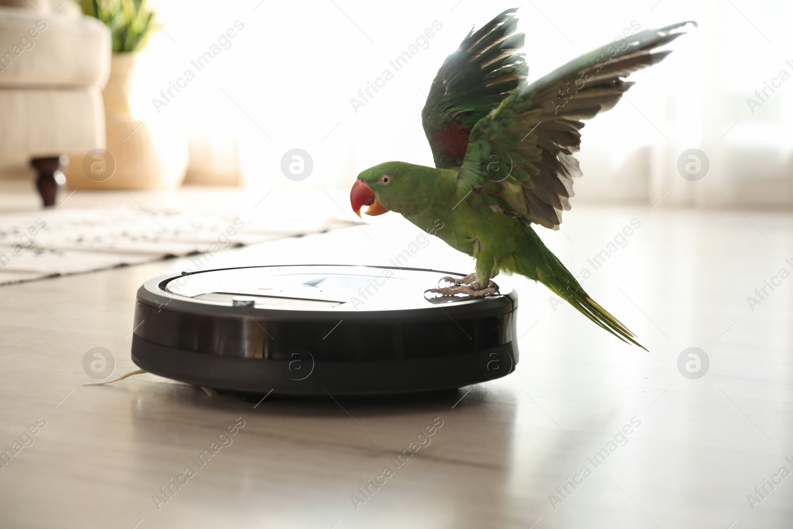 Photo of Modern robotic vacuum cleaner and Alexandrine parakeet on floor indoors