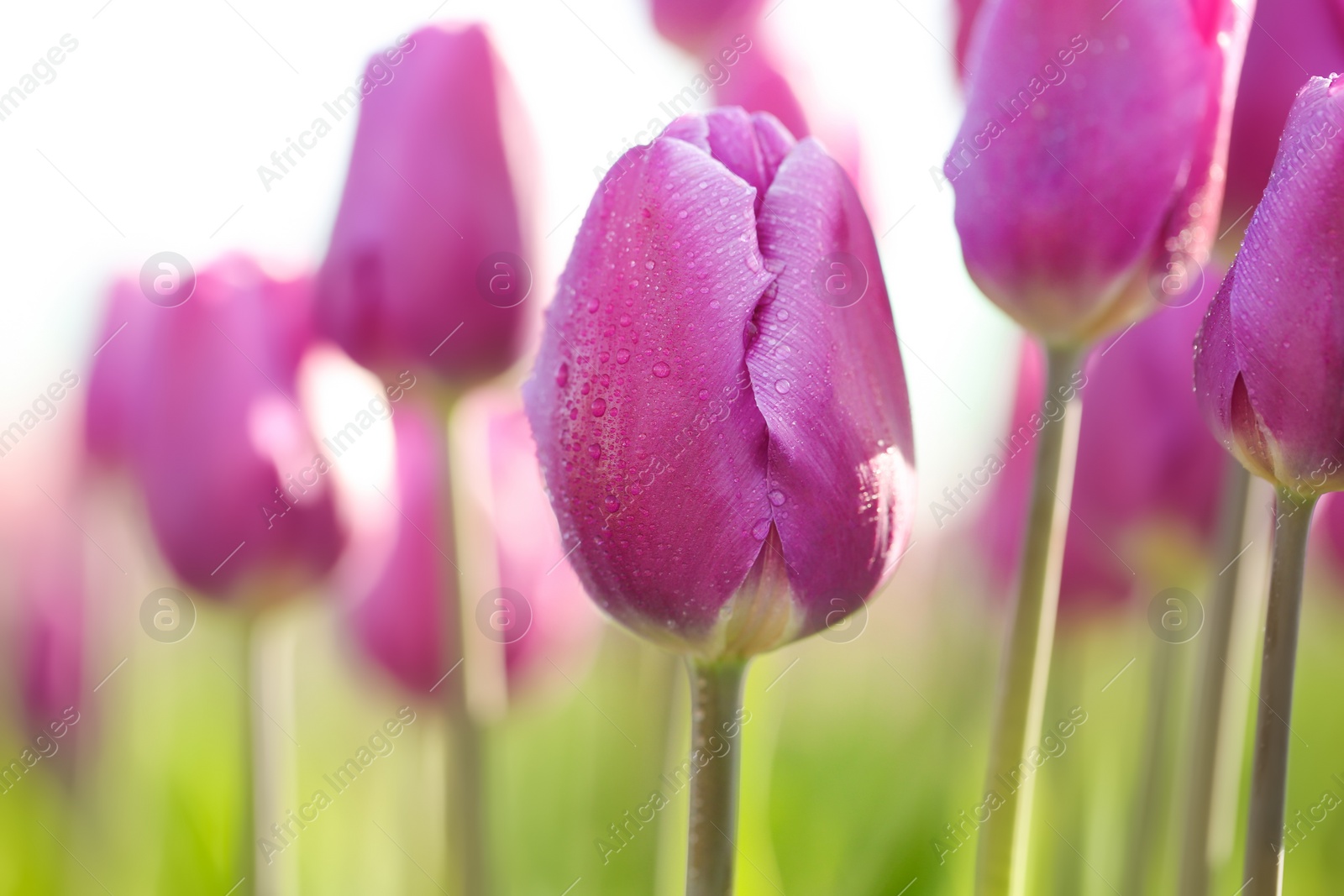 Photo of Blossoming tulips in field on sunny spring day