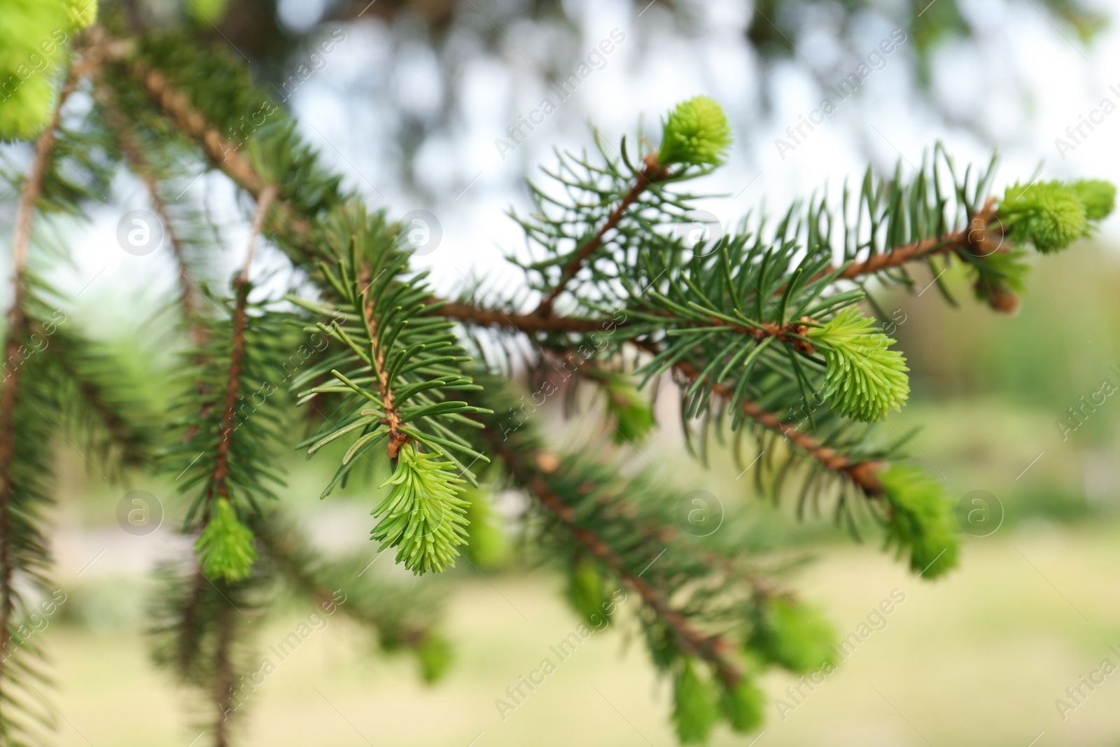 Photo of Beautiful branch of coniferous tree, closeup view