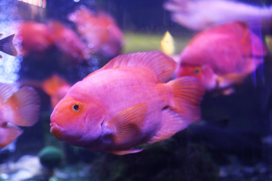 Photo of Beautiful blood parrot cichlid fish in clear aquarium