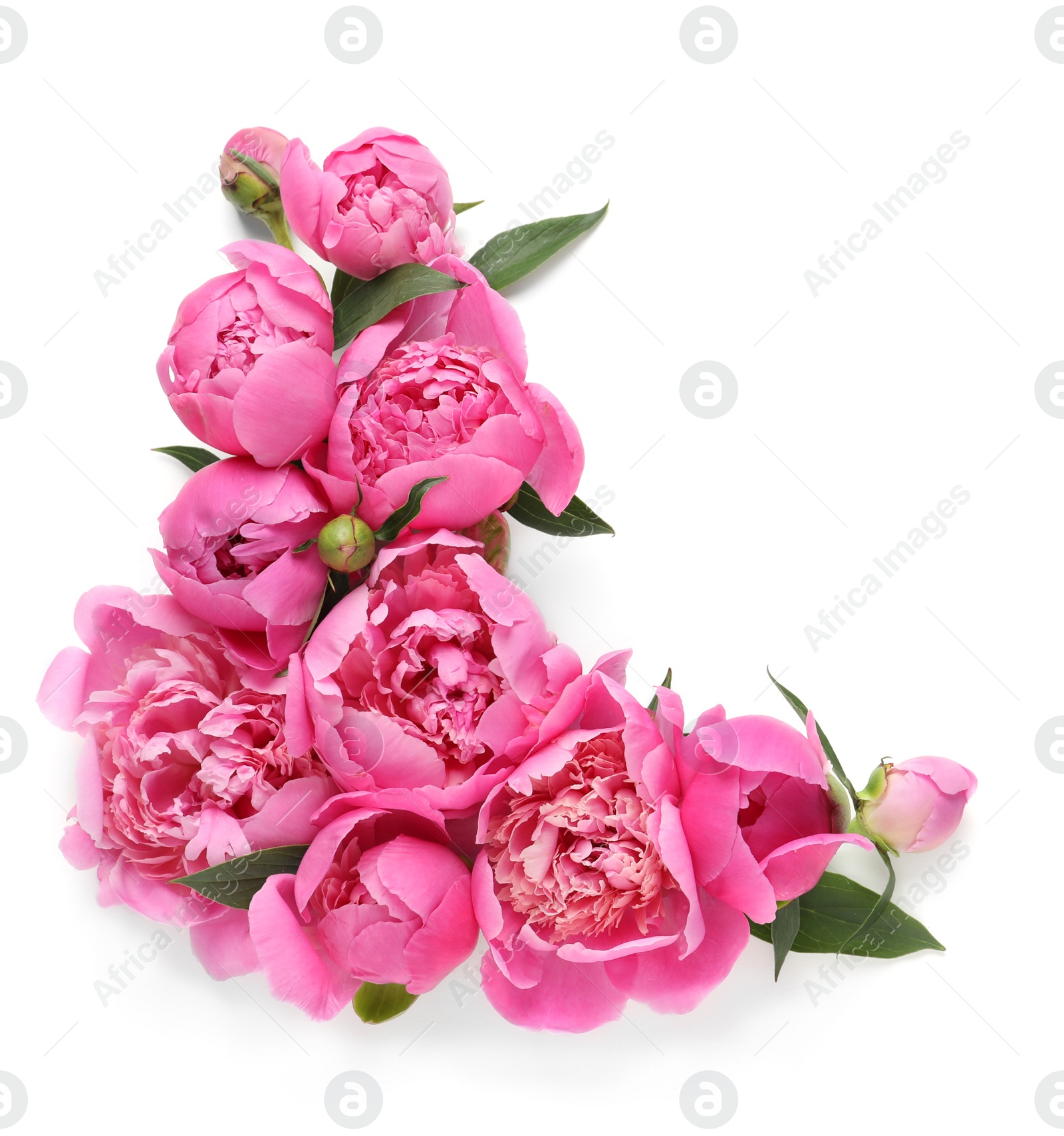 Photo of Fragrant peonies on white background, top view. Beautiful spring flowers