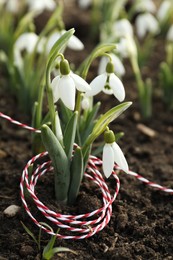 Beautiful snowdrops with thread outdoors. Early spring flowers