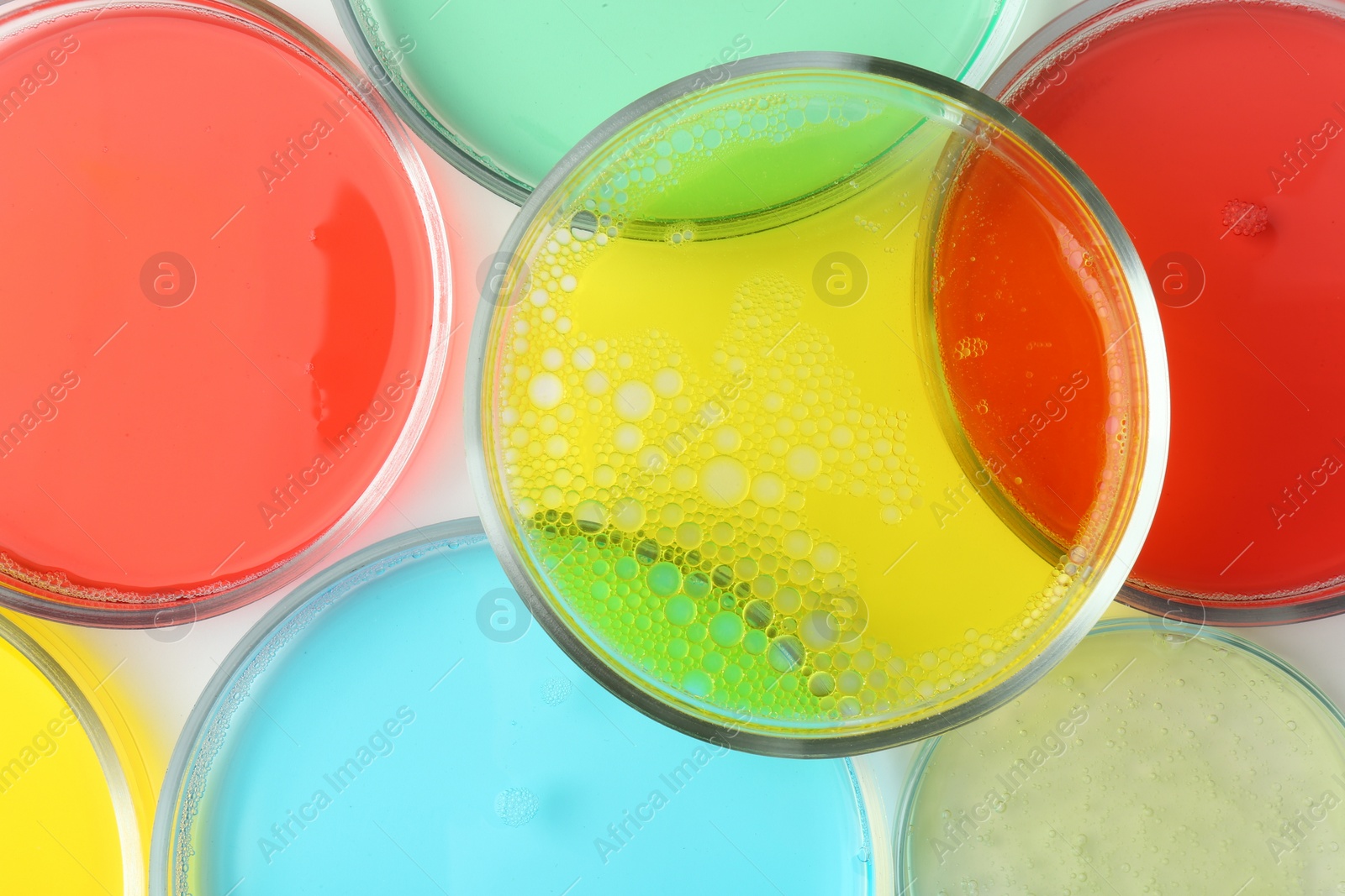 Photo of Petri dishes with different liquid samples on white background, top view