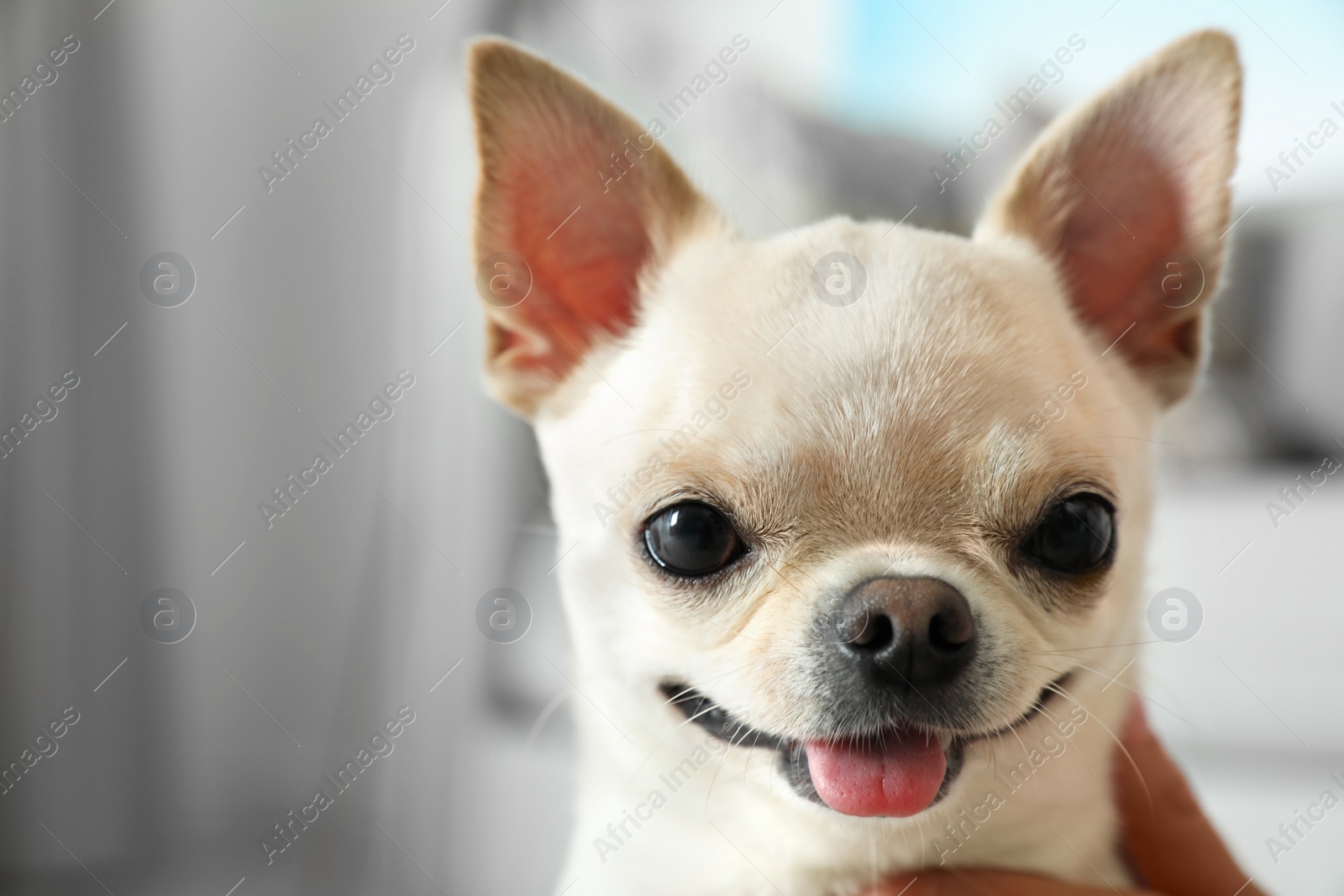 Photo of Young woman with adorable Toy Terrier indoors, closeup. Domestic dog