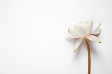 Photo of Beautiful blooming lotus flower on white background, top view