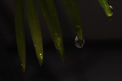 Photo of Green leaves with water drops on black background, macro view